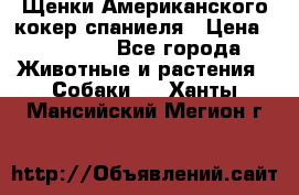 Щенки Американского кокер спаниеля › Цена ­ 15 000 - Все города Животные и растения » Собаки   . Ханты-Мансийский,Мегион г.